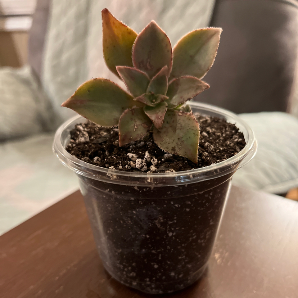 Photo of the plant species Aeonuim leucoberpharum by @Luckeecharm1 named Kyleigh Rose 🥀 on Greg, the plant care app