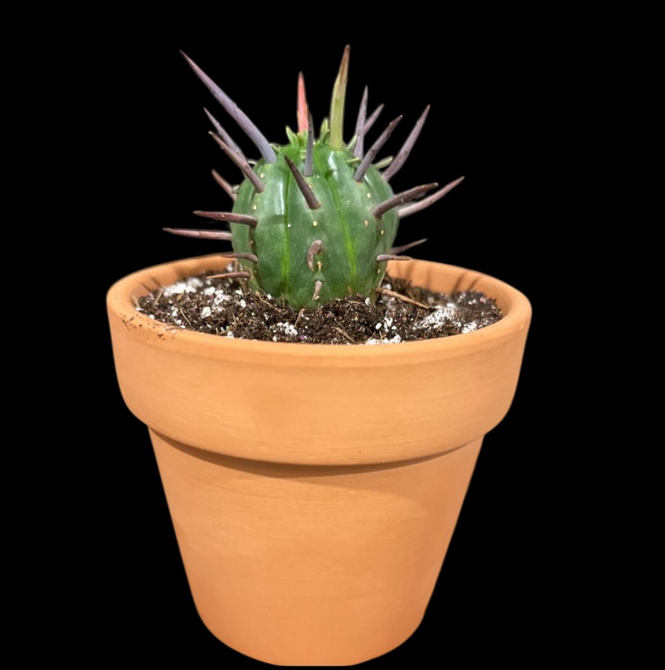 Photo of the plant species African Milk Barrel by @Luckeecharm1 named Felicia on Greg, the plant care app