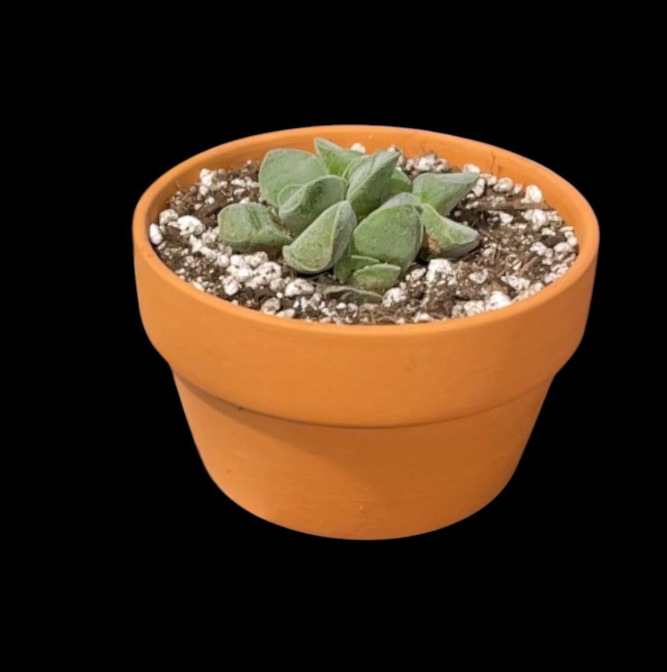 Photo of the plant species Crassula 'Morgan's Beauty' by @Luckeecharm1 named Tic on Greg, the plant care app