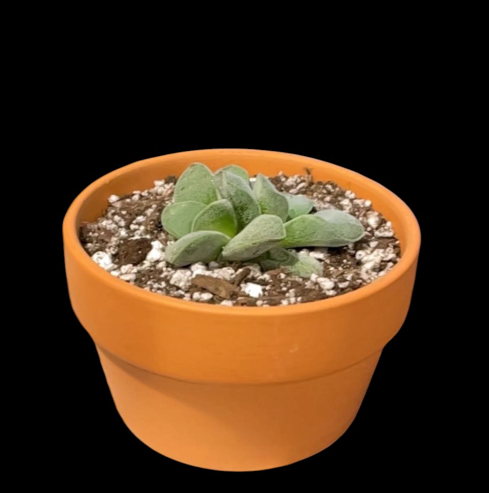 Photo of the plant species Crassula 'Morgan's Beauty' by @Luckeecharm1 named Tac on Greg, the plant care app