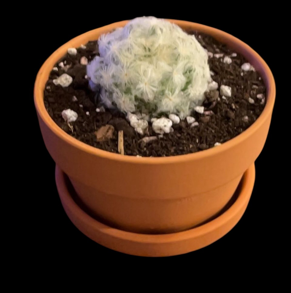 Photo of the plant species Feather Cactus by @Luckeecharm1 named Beauty on Greg, the plant care app
