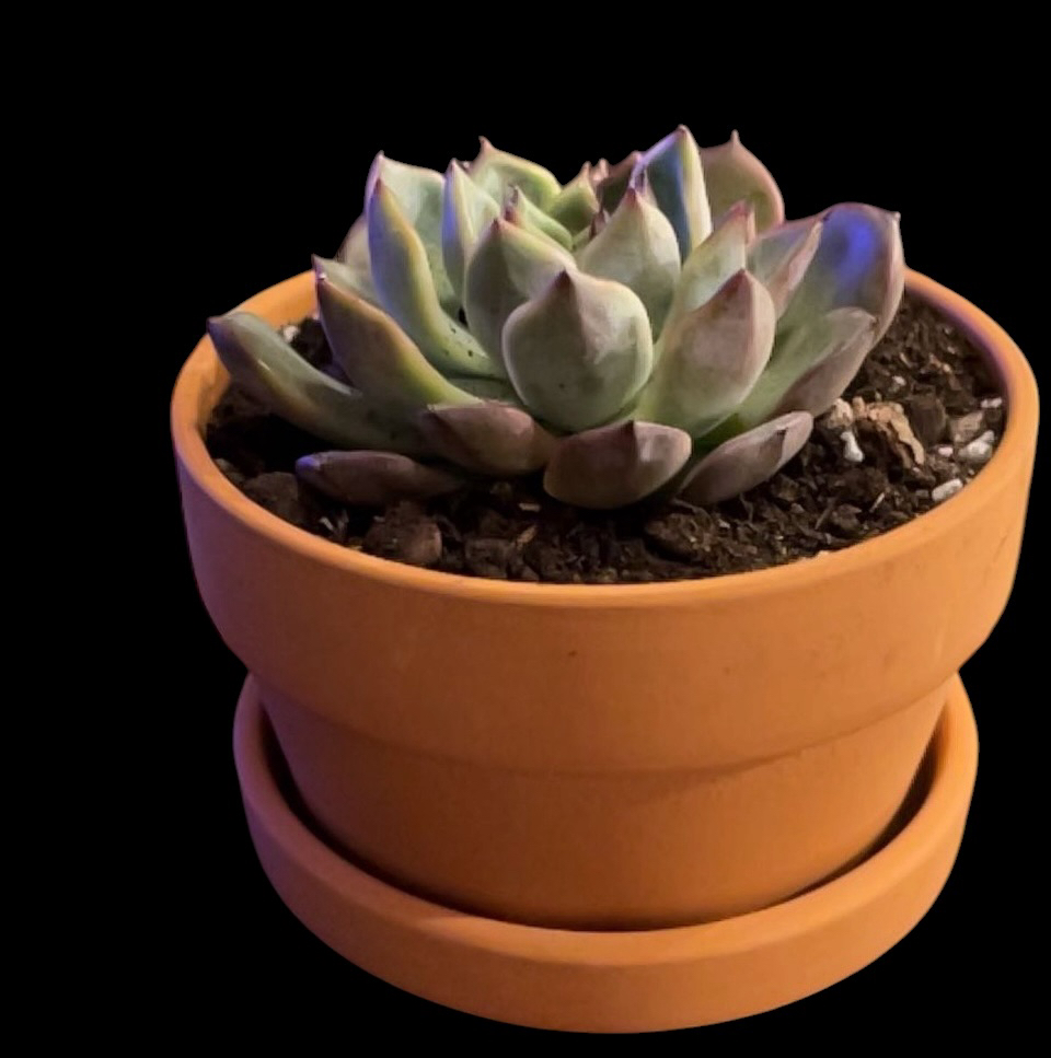 Photo of the plant species Sprout N Green by @Luckeecharm1 named Willow on Greg, the plant care app