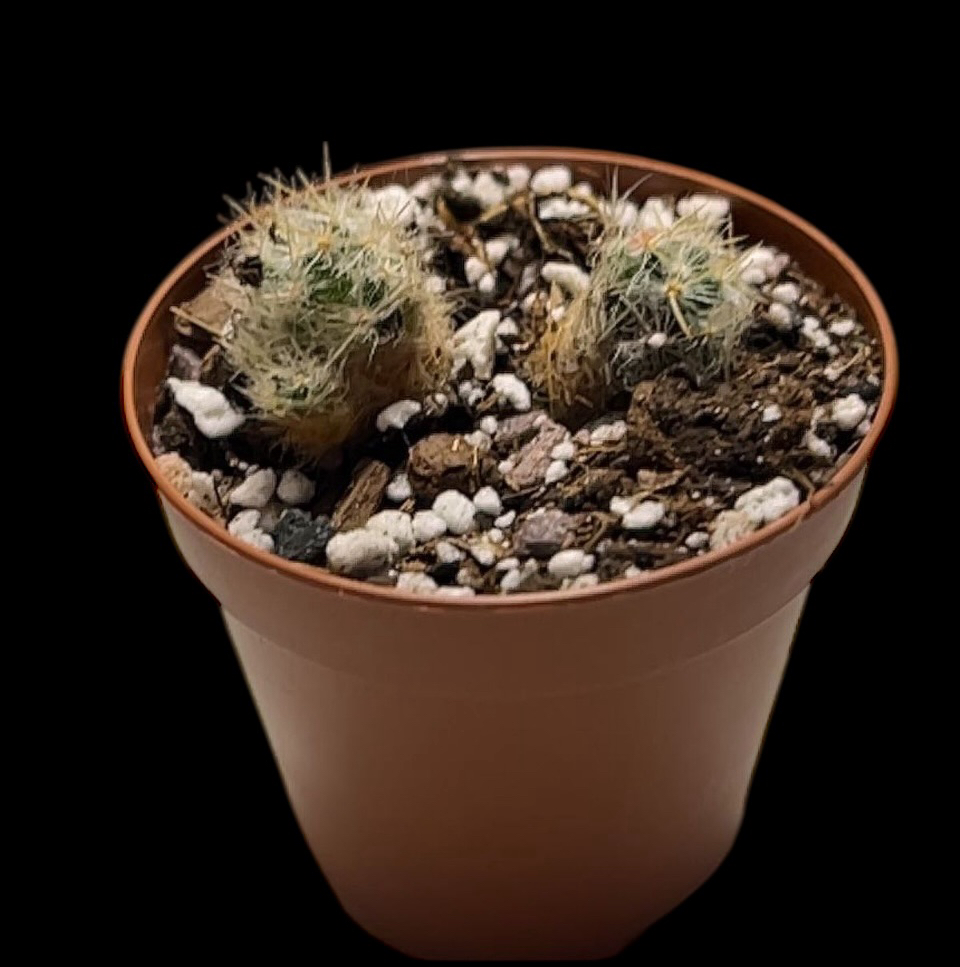 Photo of the plant species Strawberry Cactus by @Luckeecharm1 named Crimson on Greg, the plant care app
