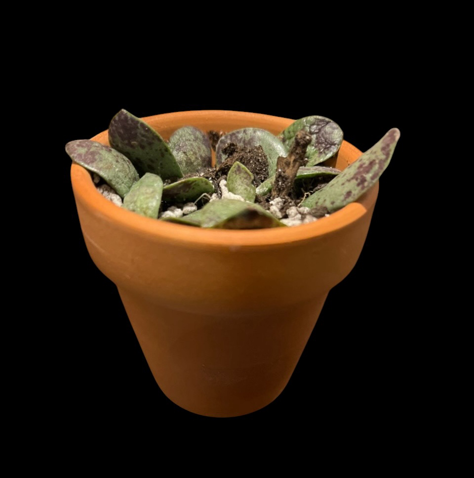 Photo of the plant species Calico Hearts by @Luckeecharm1 named Calico on Greg, the plant care app