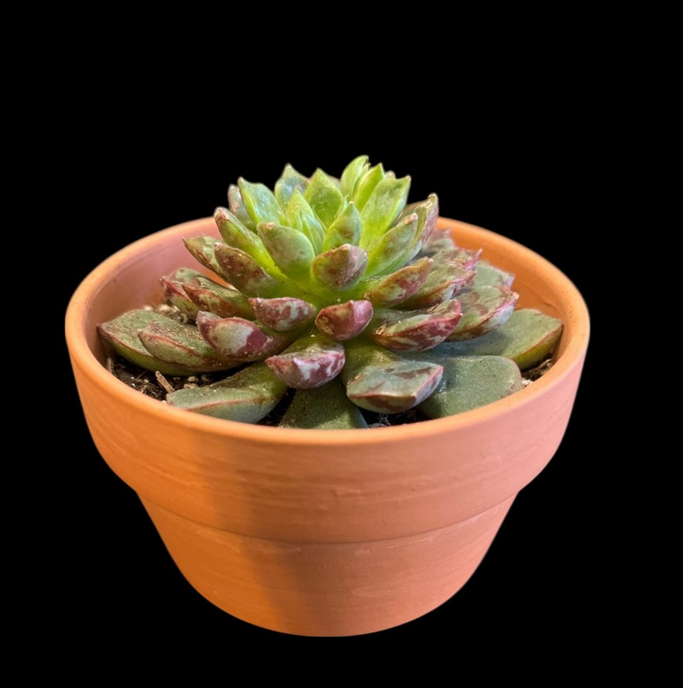Photo of the plant species Firework by @Luckeecharm1 named Jack on Greg, the plant care app