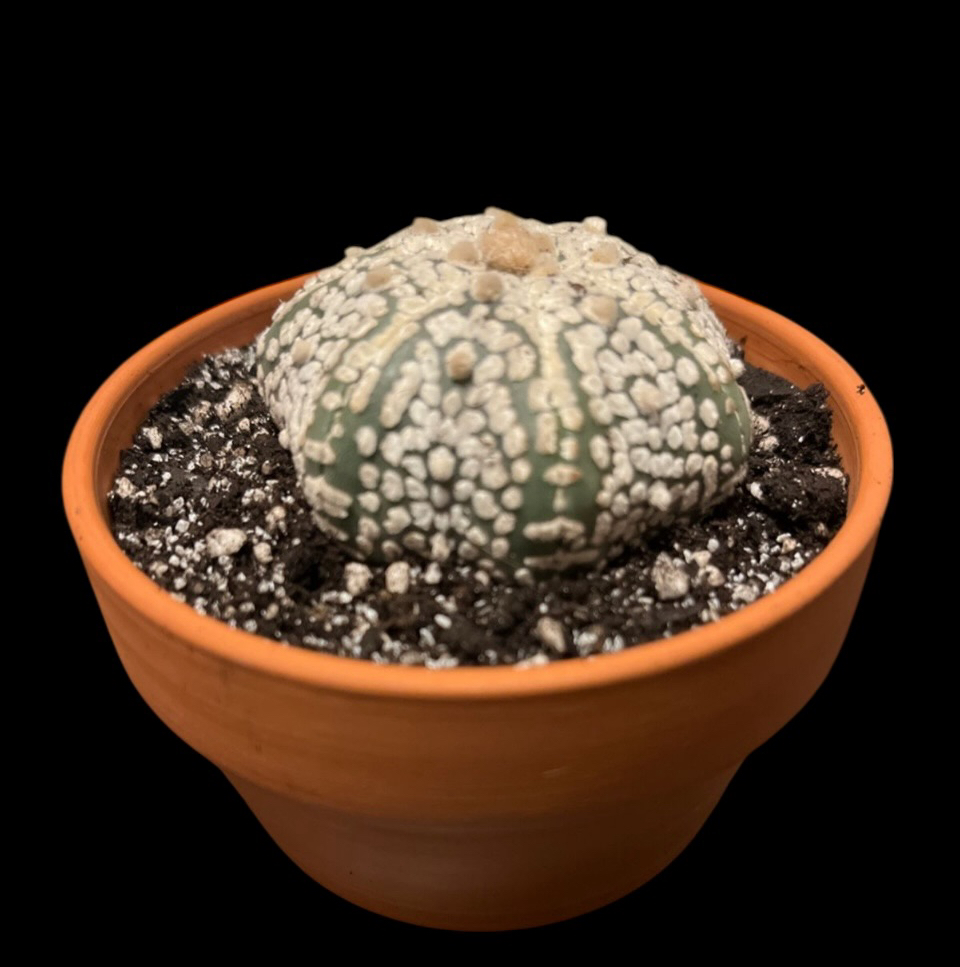Photo of the plant species Astrophytum 'Super Kabuto' by @Luckeecharm1 named Flurrie on Greg, the plant care app