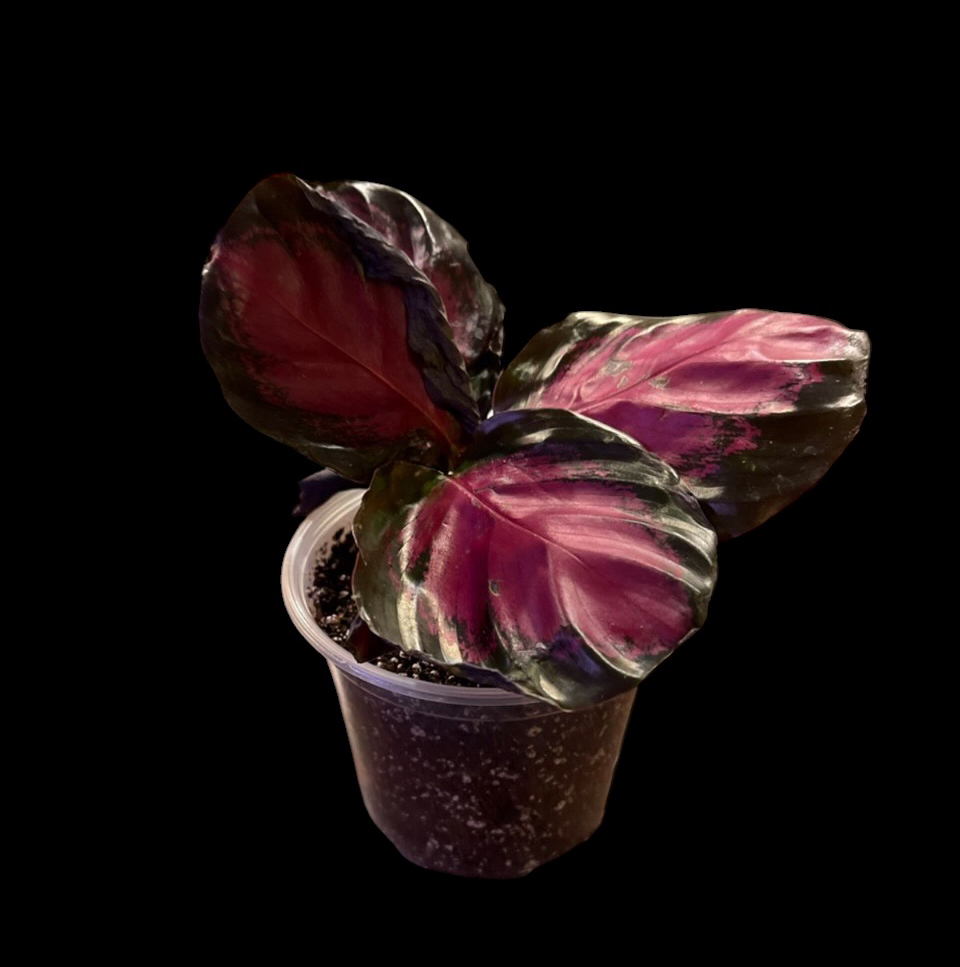 Photo of the plant species calathea rosy by @Luckeecharm1 named 🌹 Fauna on Greg, the plant care app