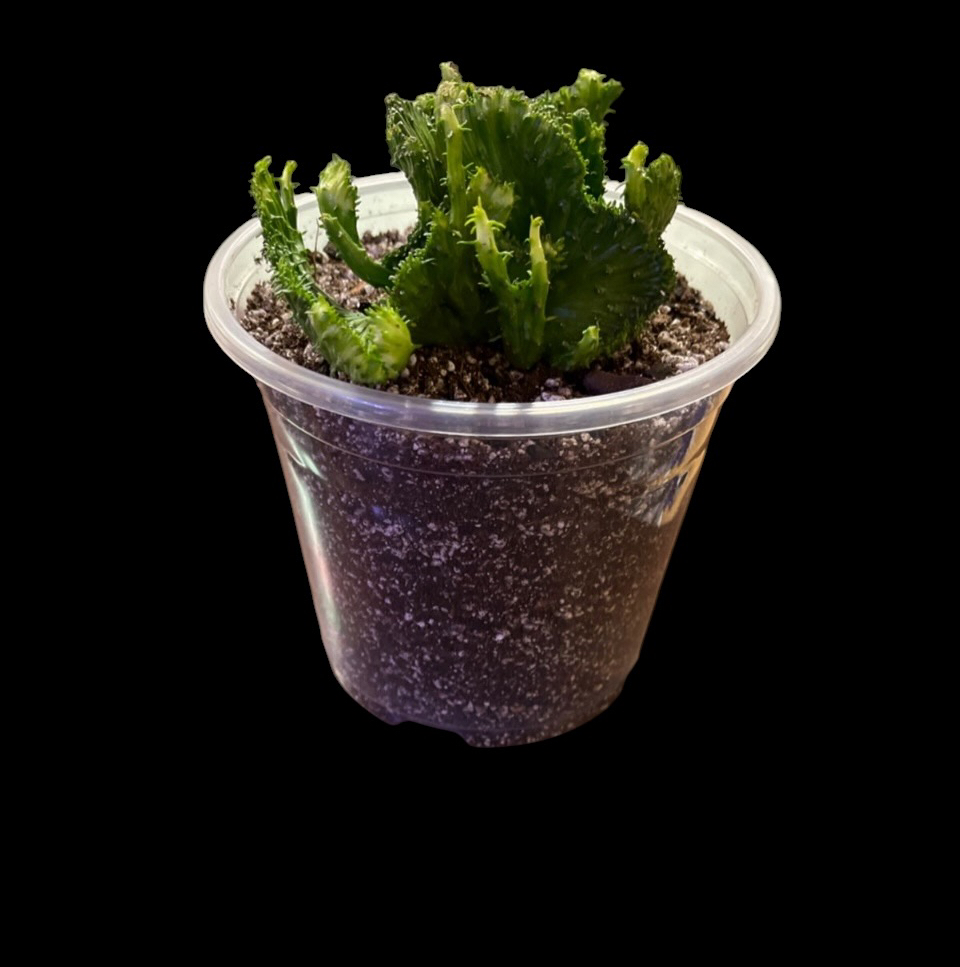 Photo of the plant species Green Coral Cactus by @Luckeecharm1 named Shylah on Greg, the plant care app