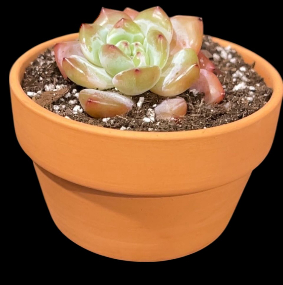 Photo of the plant species Carat Diamond by @Luckeecharm1 named Gretel on Greg, the plant care app