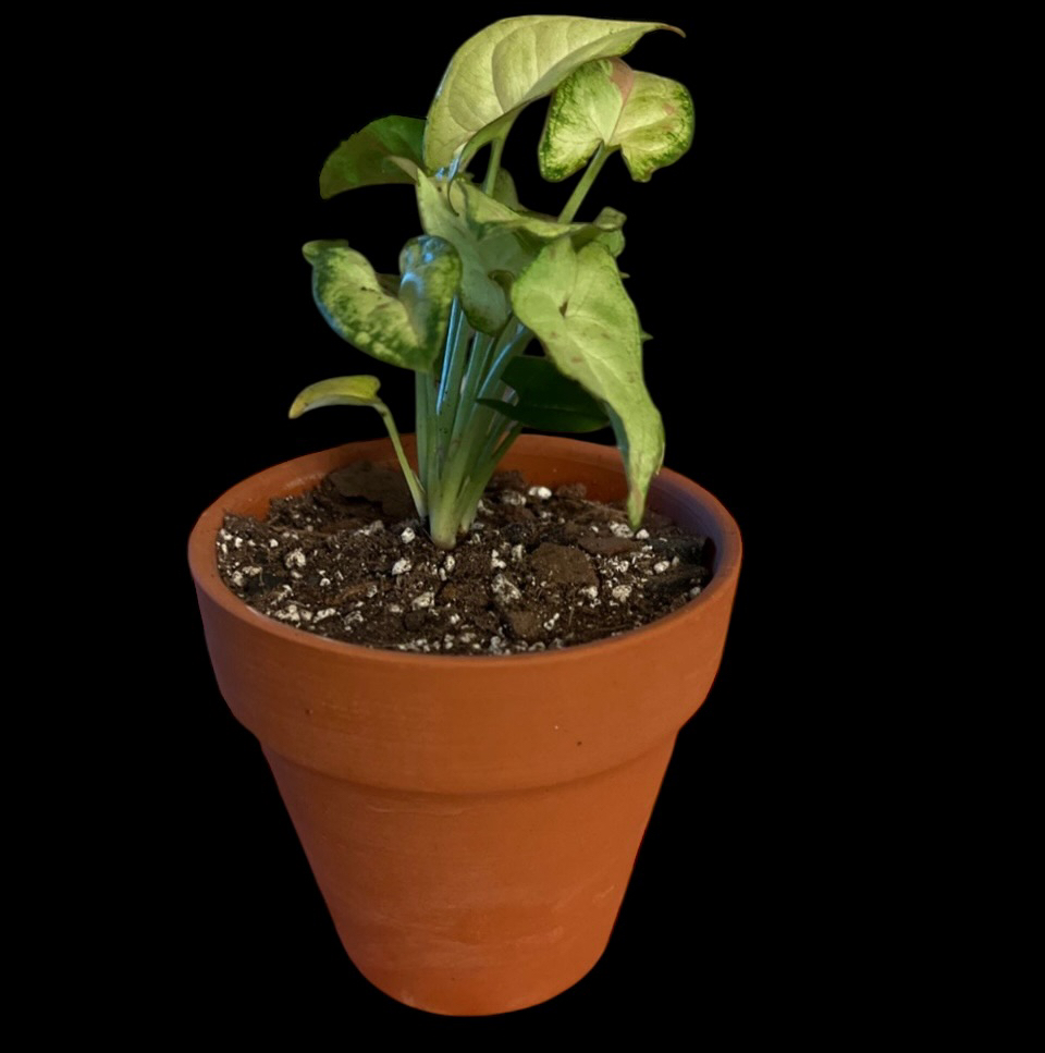 Photo of the plant species Milk Confetti Syngonium by @Luckeecharm1 named Bree on Greg, the plant care app