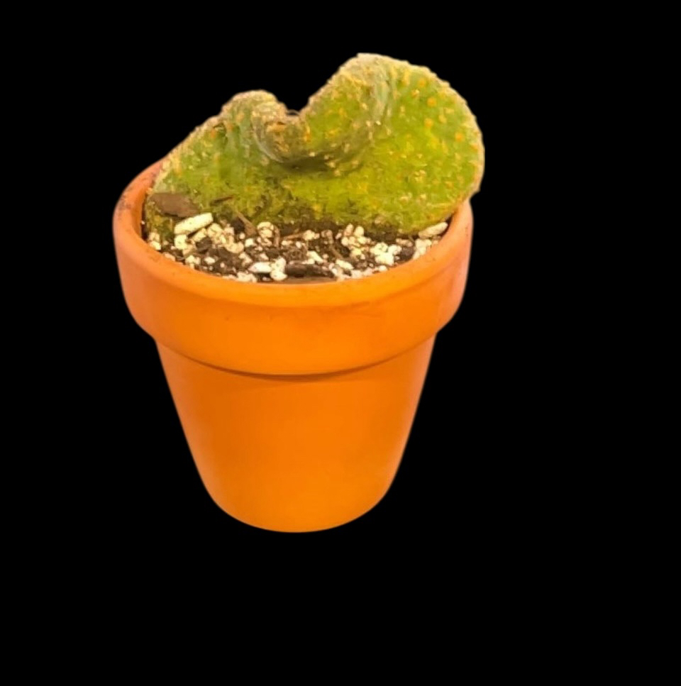 Photo of the plant species Opuntia microdasys albata by @Luckeecharm1 named Mac on Greg, the plant care app