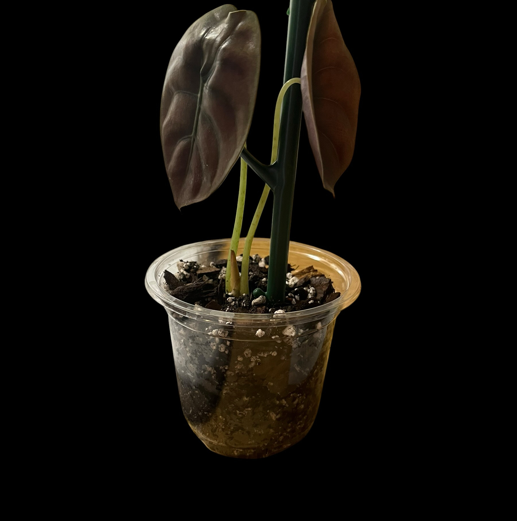 Photo of the plant species Red Secret Alocasia by @Luckeecharm1 named Secret on Greg, the plant care app