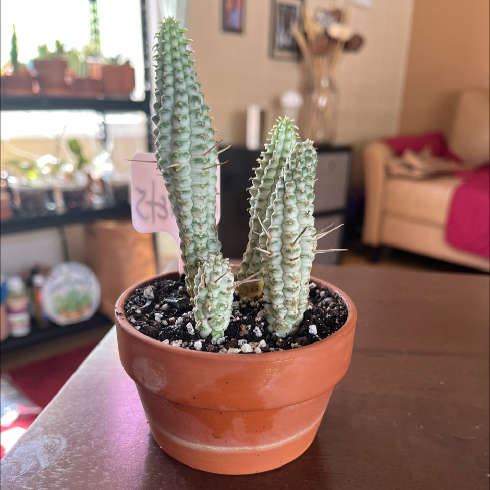 Photo of the plant species Corncob Cactus by @Luckeecharm1 named Niblets on Greg, the plant care app