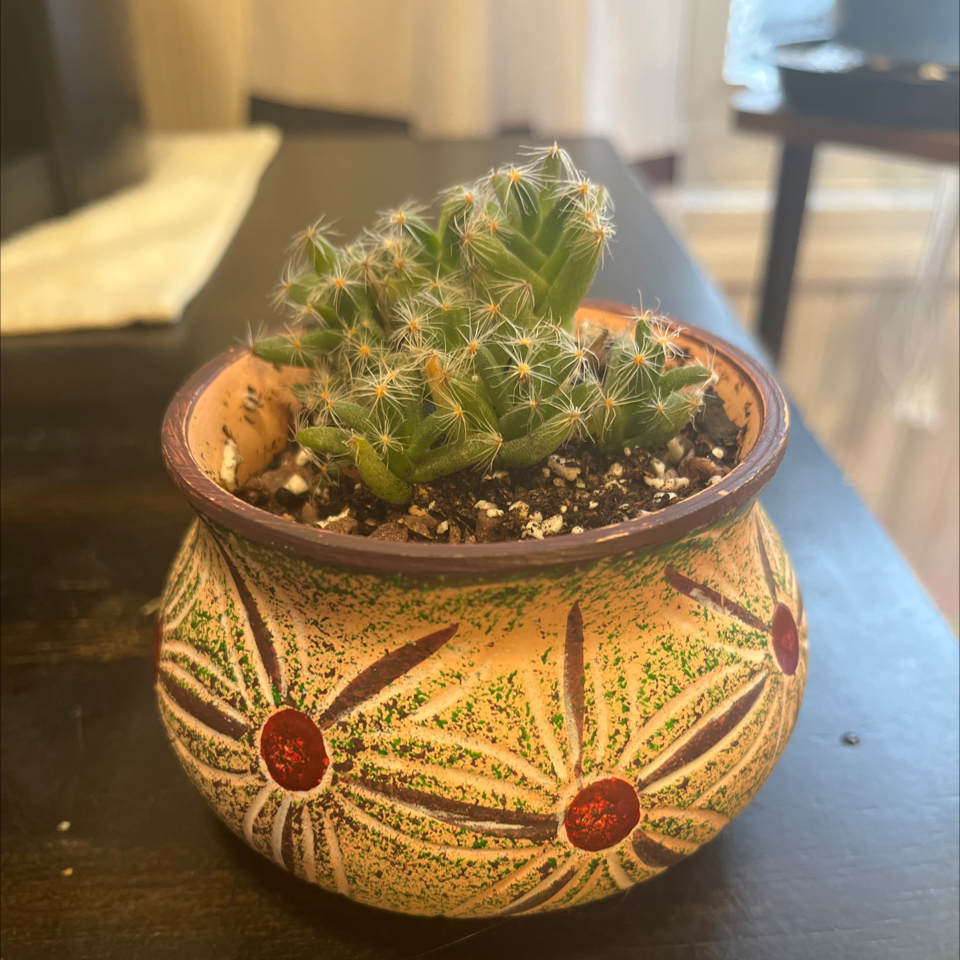 Photo of the plant species Miniature Desert Rose by @Luckeecharm1 named Starlet on Greg, the plant care app