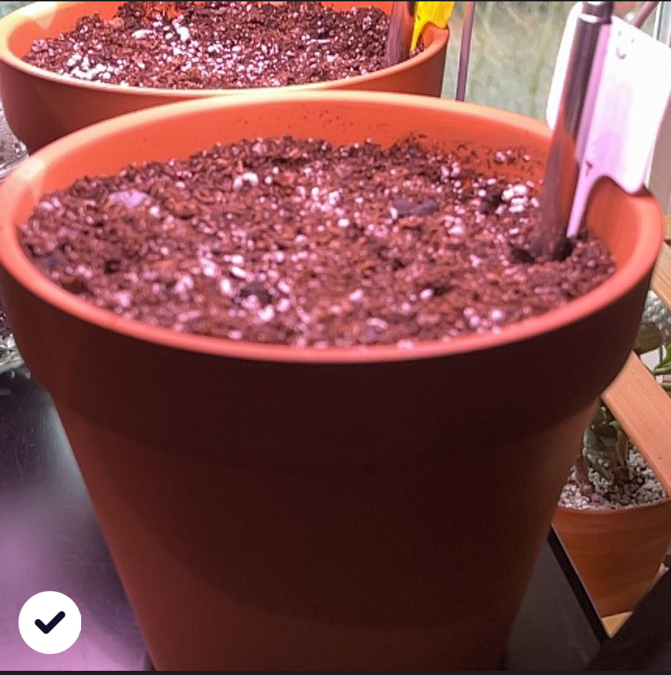 Photo of the plant species Iron Cross by @Luckeecharm1 named Iron Cross ✝️ on Greg, the plant care app