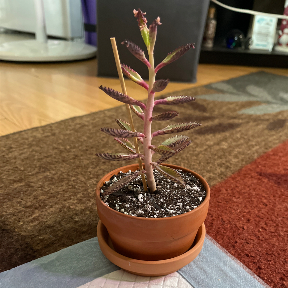Photo of the plant species Kalanchoe Pink Butterflies by @Luckeecharm1 named Harmony on Greg, the plant care app