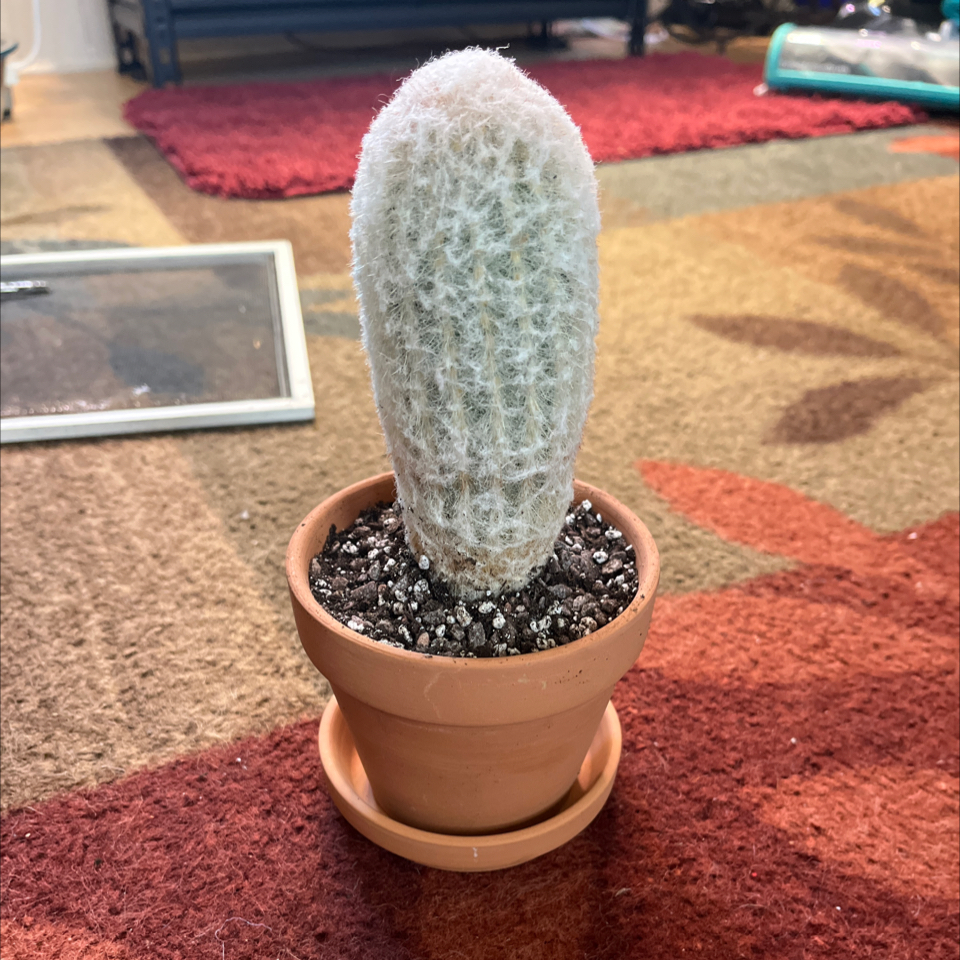 Photo of the plant species Peruvian Old Lady Cactus by @Luckeecharm1 named Grammy on Greg, the plant care app