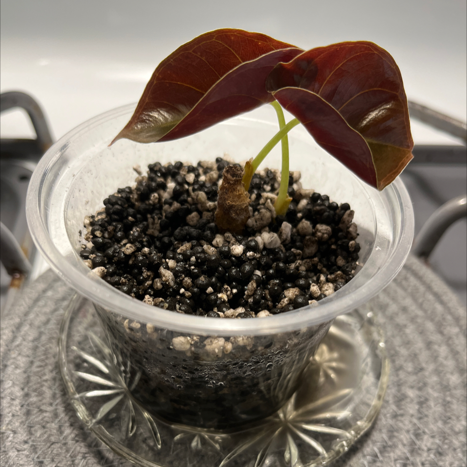 Photo of the plant species Red Secret Alocasia by @Luckeecharm1 named 🍒 Cherry on Greg, the plant care app