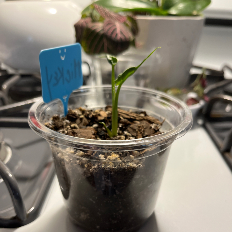 Photo of the plant species Mickey Mouse Alocasia by @Luckeecharm1 named Mickey on Greg, the plant care app