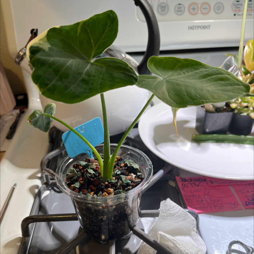 Photo of the plant species Mickey Mouse Alocasia by @Luckeecharm1 named Mickey on Greg, the plant care app