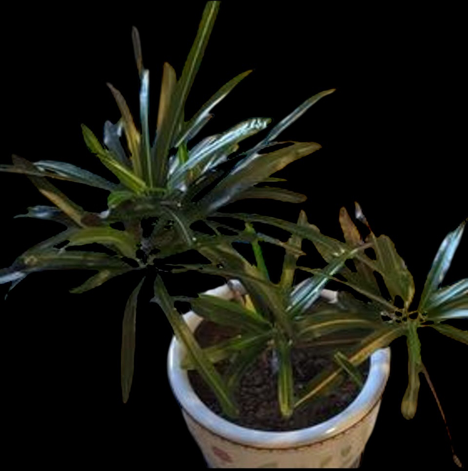 Photo of the plant species California Croton by @Luckeecharm1 named Cally on Greg, the plant care app