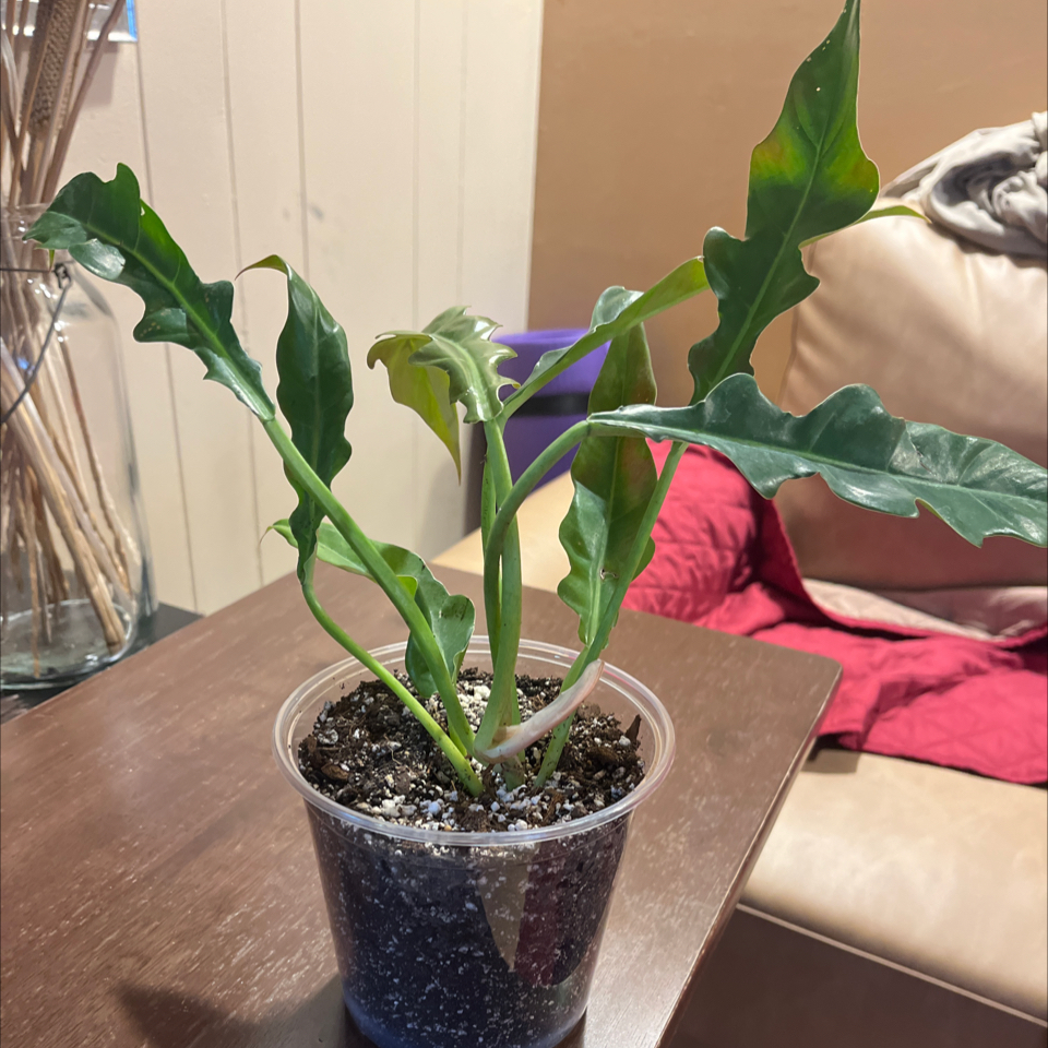Photo of the plant species Tiger Tooth Philodendron by @Luckeecharm1 named Bentley on Greg, the plant care app