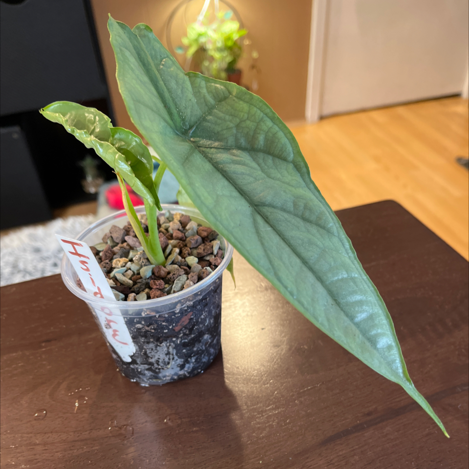 Photo of the plant species Alocasia dragons breath by @Luckeecharm1 named Isidore on Greg, the plant care app