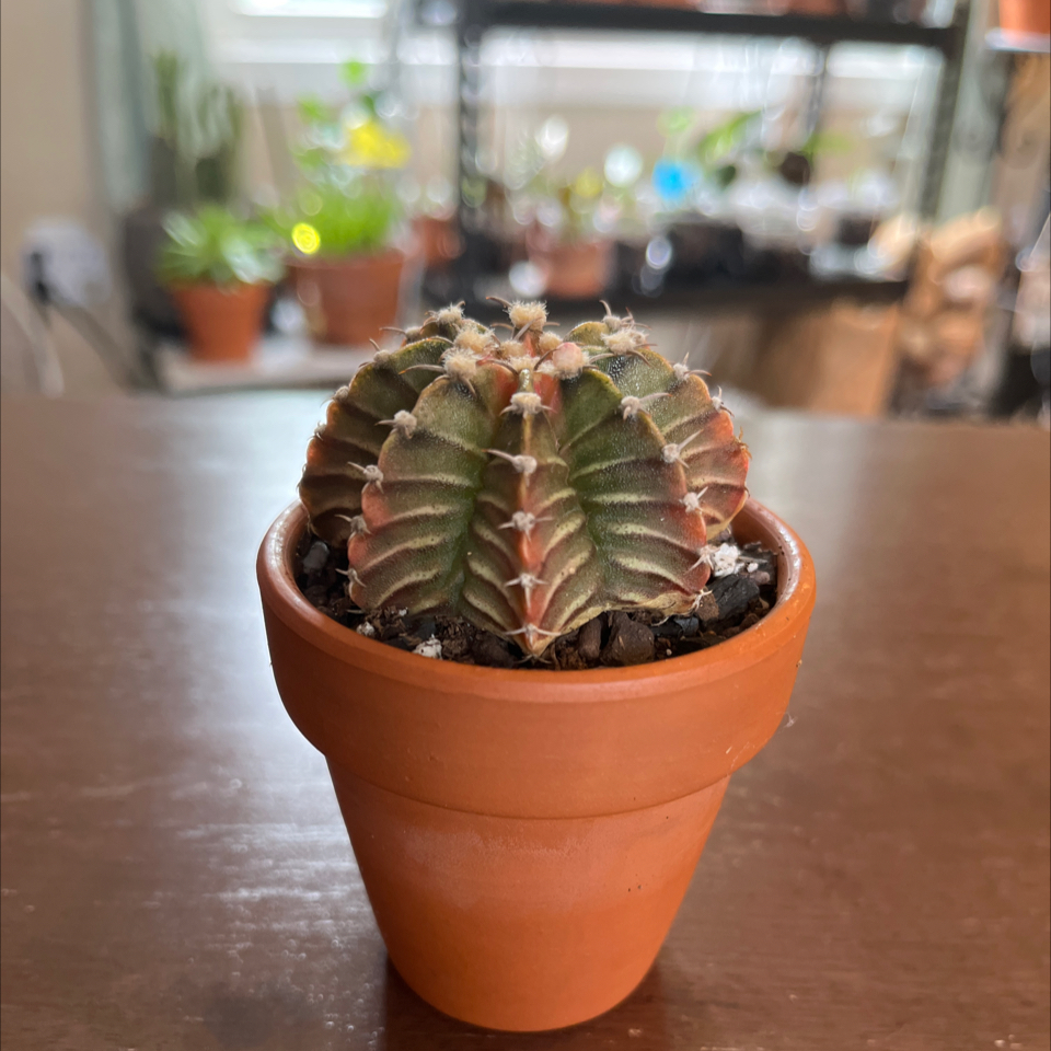 Photo of the plant species Moon Cactus by @Luckeecharm1 named 🌙 Luna on Greg, the plant care app
