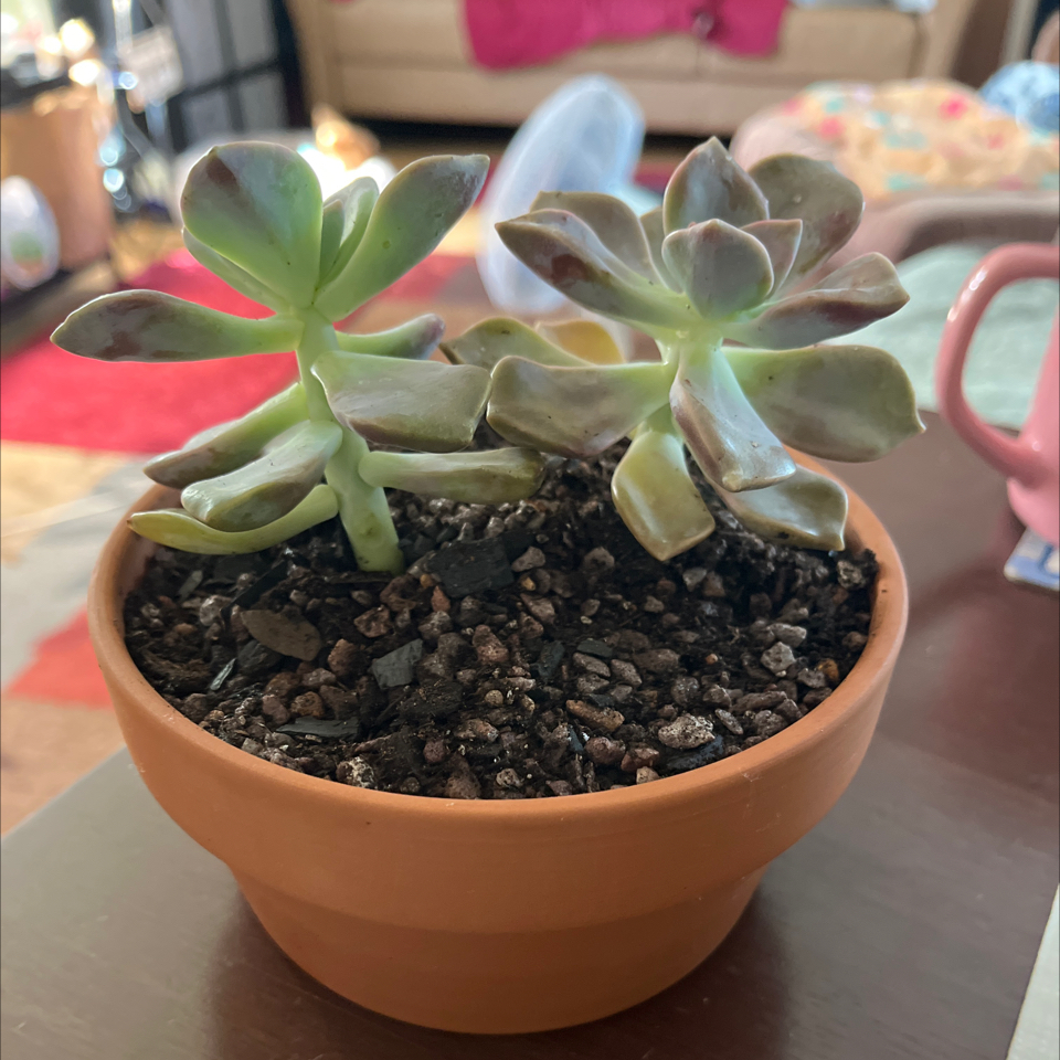Photo of the plant species Graptopetalum 'Purple Delight' by @Luckeecharm1 named Violet on Greg, the plant care app