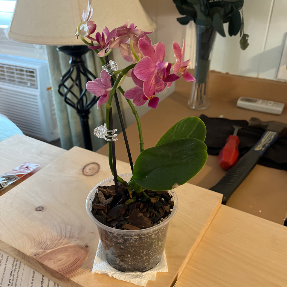 Photo of the plant species phalaenopsis orchid by @Luckeecharm1 named Flutter on Greg, the plant care app