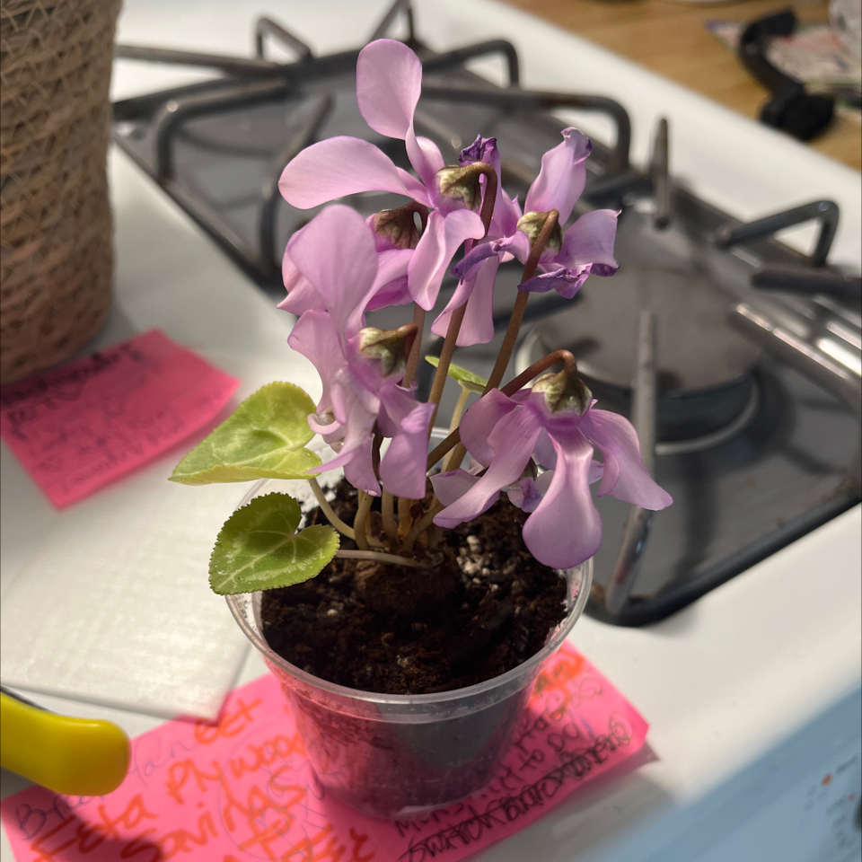 Photo of the plant species Cyclamen by @Luckeecharm1 named Swoop on Greg, the plant care app