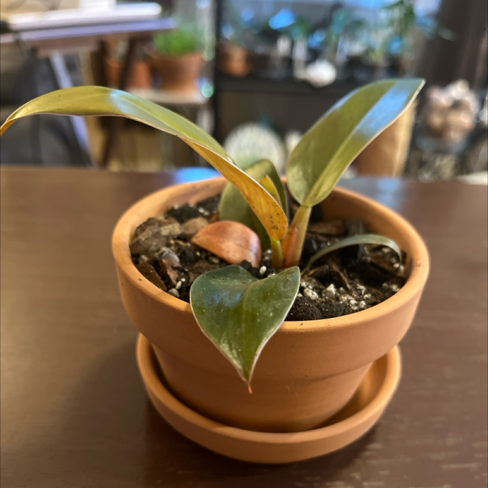 Photo of the plant species Philodendron 'Black Cardinal' by @Luckeecharm1 named Blackie on Greg, the plant care app