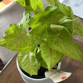 Photo of the plant species Caladium 'Exotic Angel' by @HumbleHogpeanut named Tolkien on Greg, the plant care app