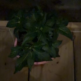 Photo of the plant species Annual Mercury by @TryLionsear36 named Tree Diddy on Greg, the plant care app