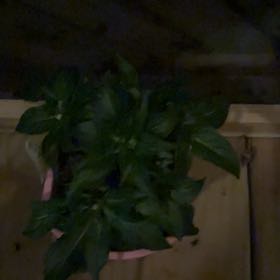 Photo of the plant species Annual Mercury by @TryLionsear36 named Terra on Greg, the plant care app