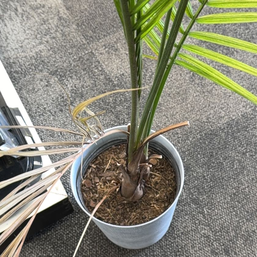 Photo of the plant species Barren Brome by @TryLionsear36 named Keanu Leaves on Greg, the plant care app