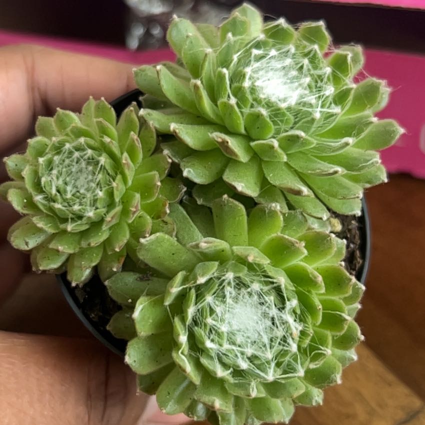 Photo of the plant species Sempervivum arachnoideum 'Cebenese' by @ProfuseMakura87 named Kardashian on Greg, the plant care app