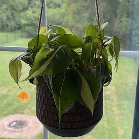 Photo of the plant species Philodendron cream splash by @CalmingCatpalm3 named Mochi on Greg, the plant care app