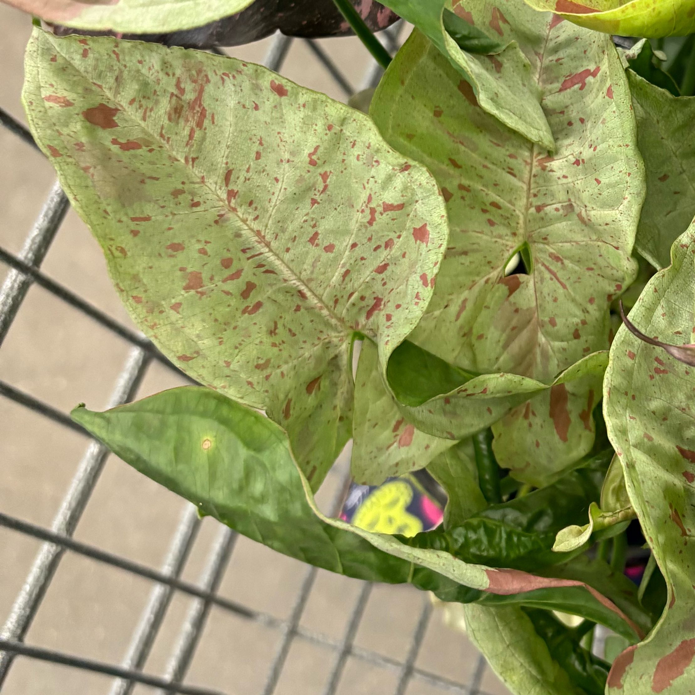 Photo of the plant species Milk Confetti Syngonium by @AngelicRedfir17 named Miley on Greg, the plant care app