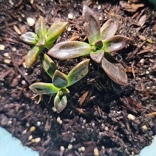 Photo of the plant species Echeveria compressicaulis by @IdealSuriana64 named Bodhi on Greg, the plant care app