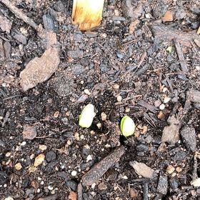 Photo of the plant species Cucumber by @SilveryGarlic95 named Figyonce on Greg, the plant care app
