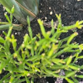 Photo of the plant species Whisk Fern by @HelpmateApple6 named Dolores on Greg, the plant care app