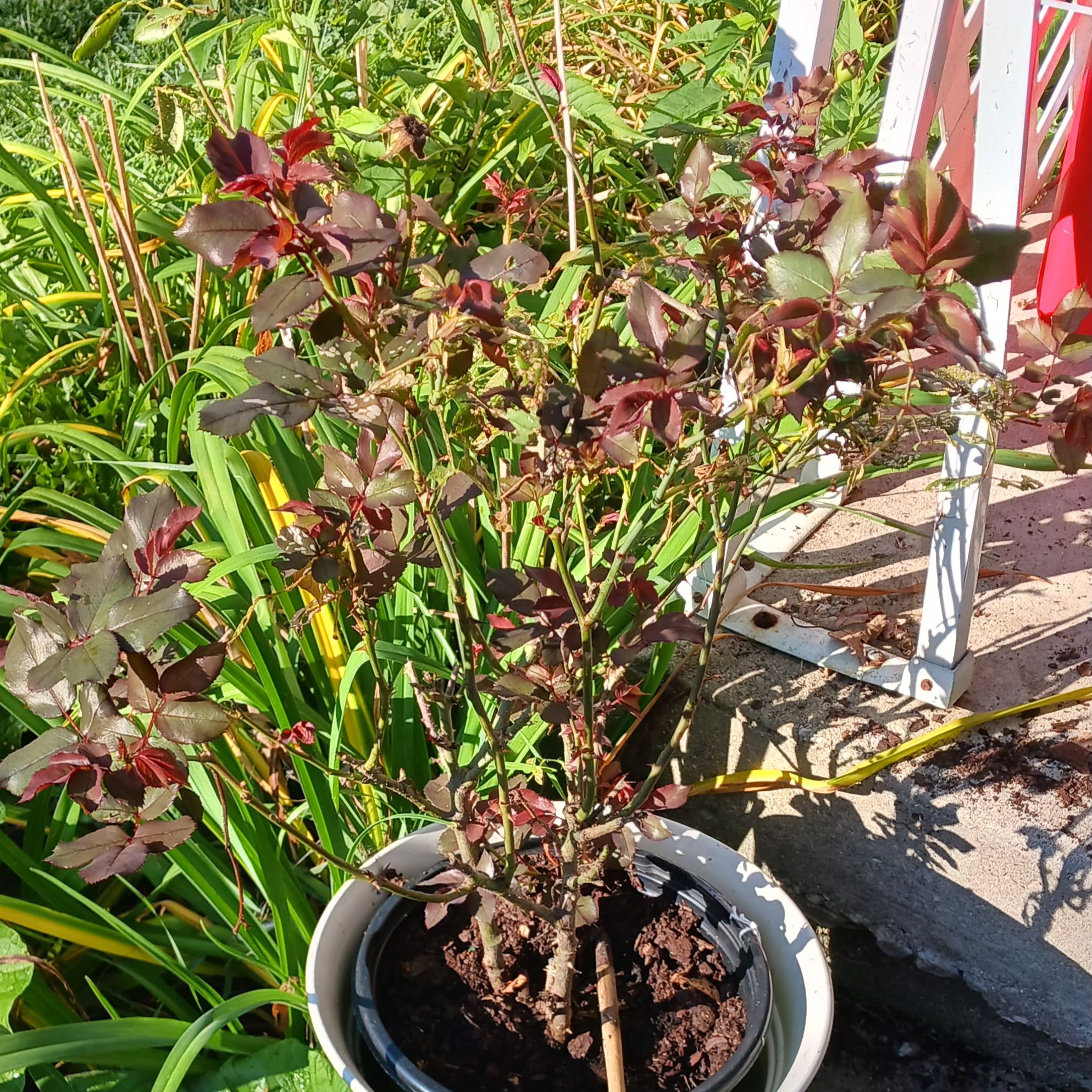 Photo of the plant species Double knock out rose by @TopMiro60 named Darwin on Greg, the plant care app