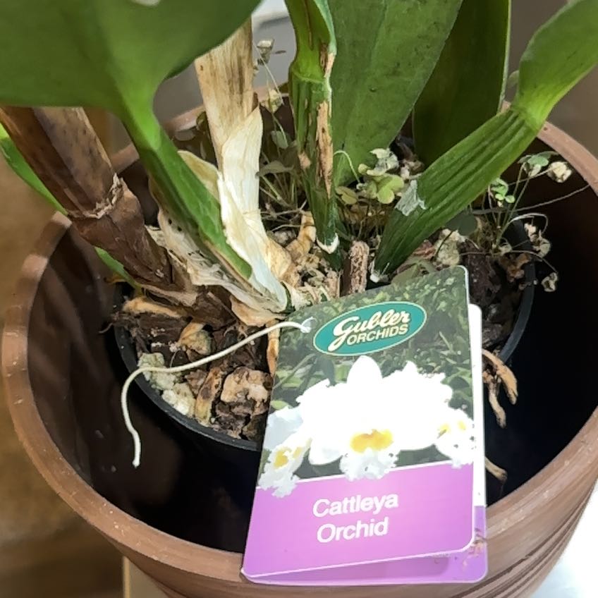 Photo of the plant species Cattleya Orchid Hybrid by @TopRambutan70 named Harmony on Greg, the plant care app
