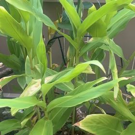 Photo of the plant species Butterfly Ginger by @TopRambutan70 named Mando on Greg, the plant care app