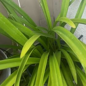 Photo of the plant species Beach Spiderlily by @TopRambutan70 named Sonora on Greg, the plant care app