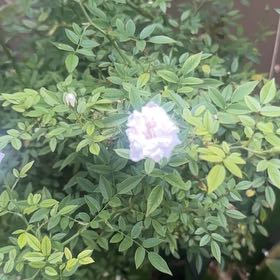 Photo of the plant species American Wisteria by @TopRambutan70 named Aristotle on Greg, the plant care app