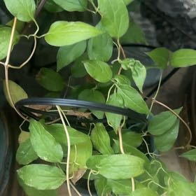 Photo of the plant species Sweet Autumn Virginsbower by @TopRambutan70 named Peter Parker on Greg, the plant care app
