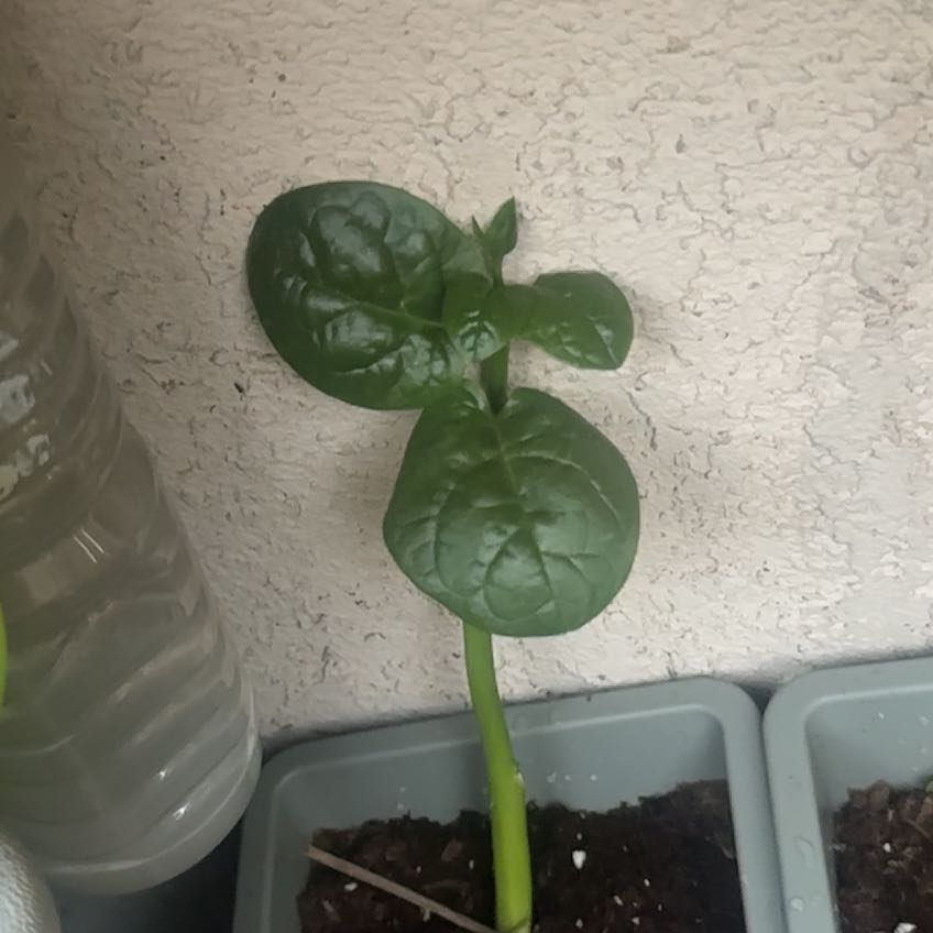 Photo of the plant species Malabar Spinach by @TopRambutan70 named Darwin on Greg, the plant care app