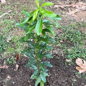 Photo of the plant species Spurgelaurel by @CleanRustyfig59 named Clooney on Greg, the plant care app